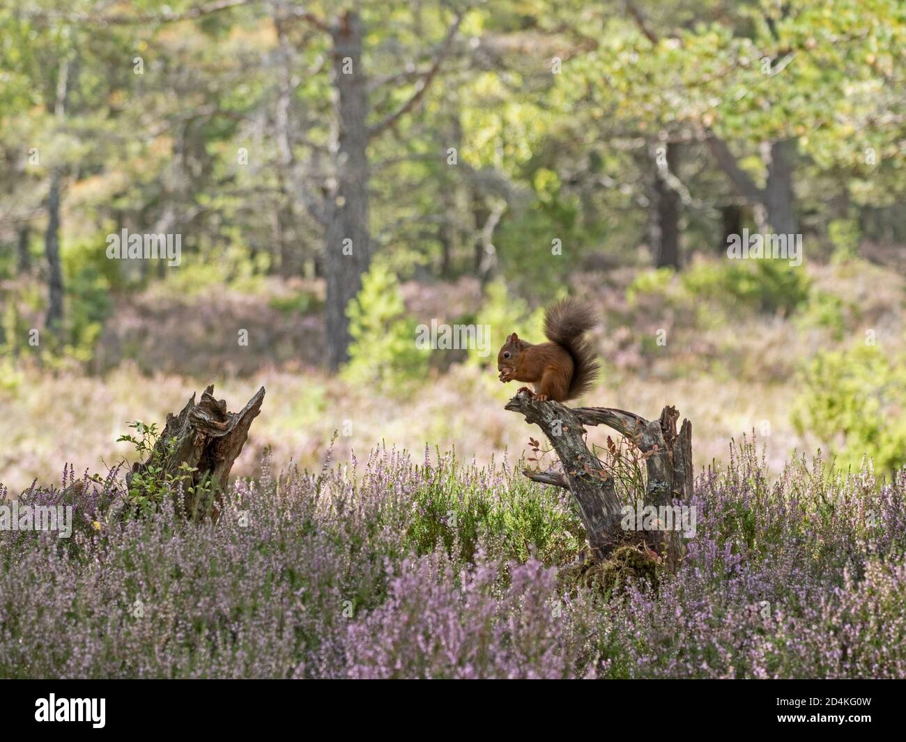 Red Squirrel, Sciurus vulgaris im Caledonian Pine Forest, Cairngorms National Park, Scottish Highlands Spätsommer Stockfoto