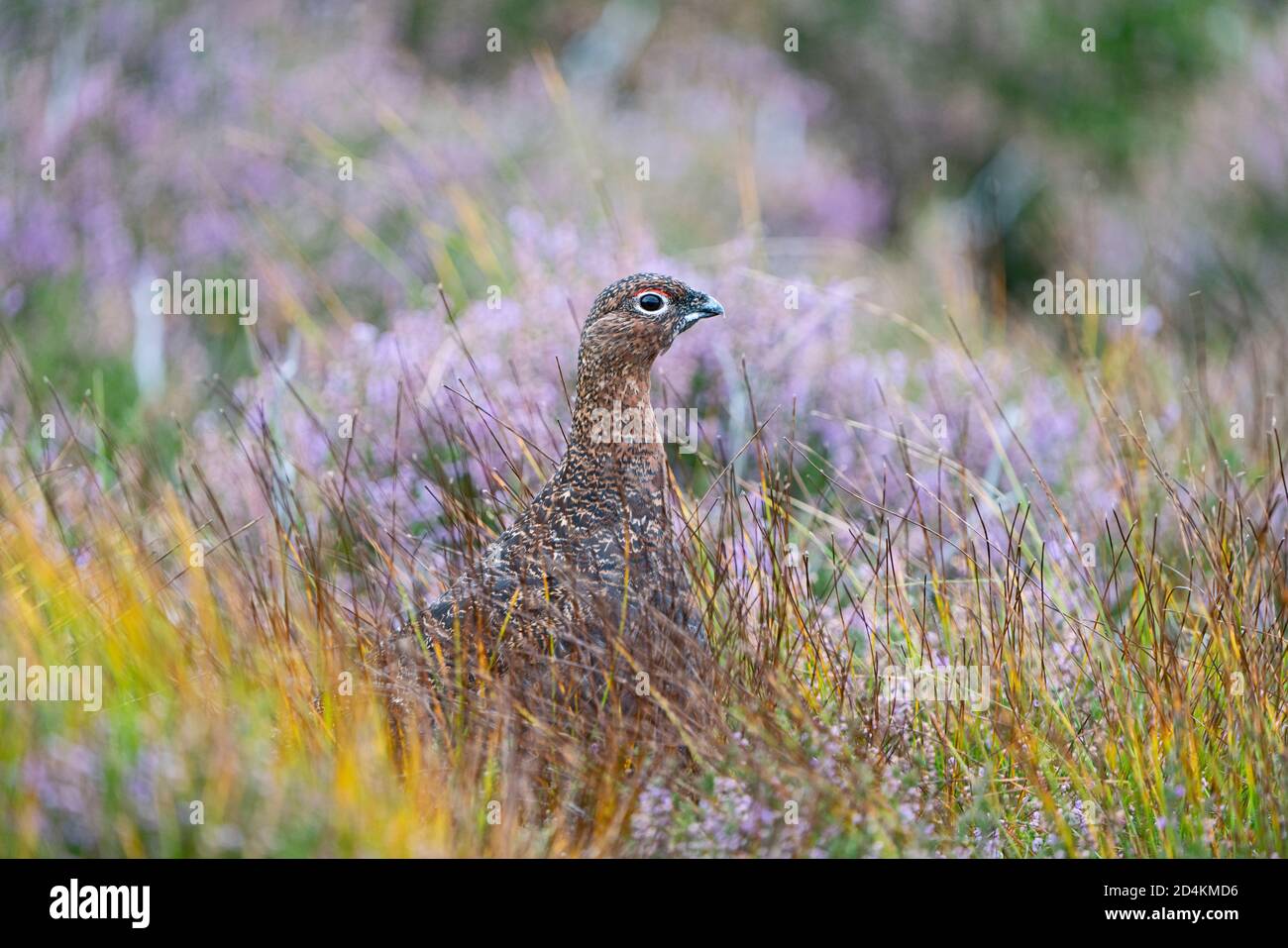 Red Grouse, Lagopus lagopus scotica männlich unter blühender Heide auf Lochinsorb Moor, Speyside Schottland September Stockfoto