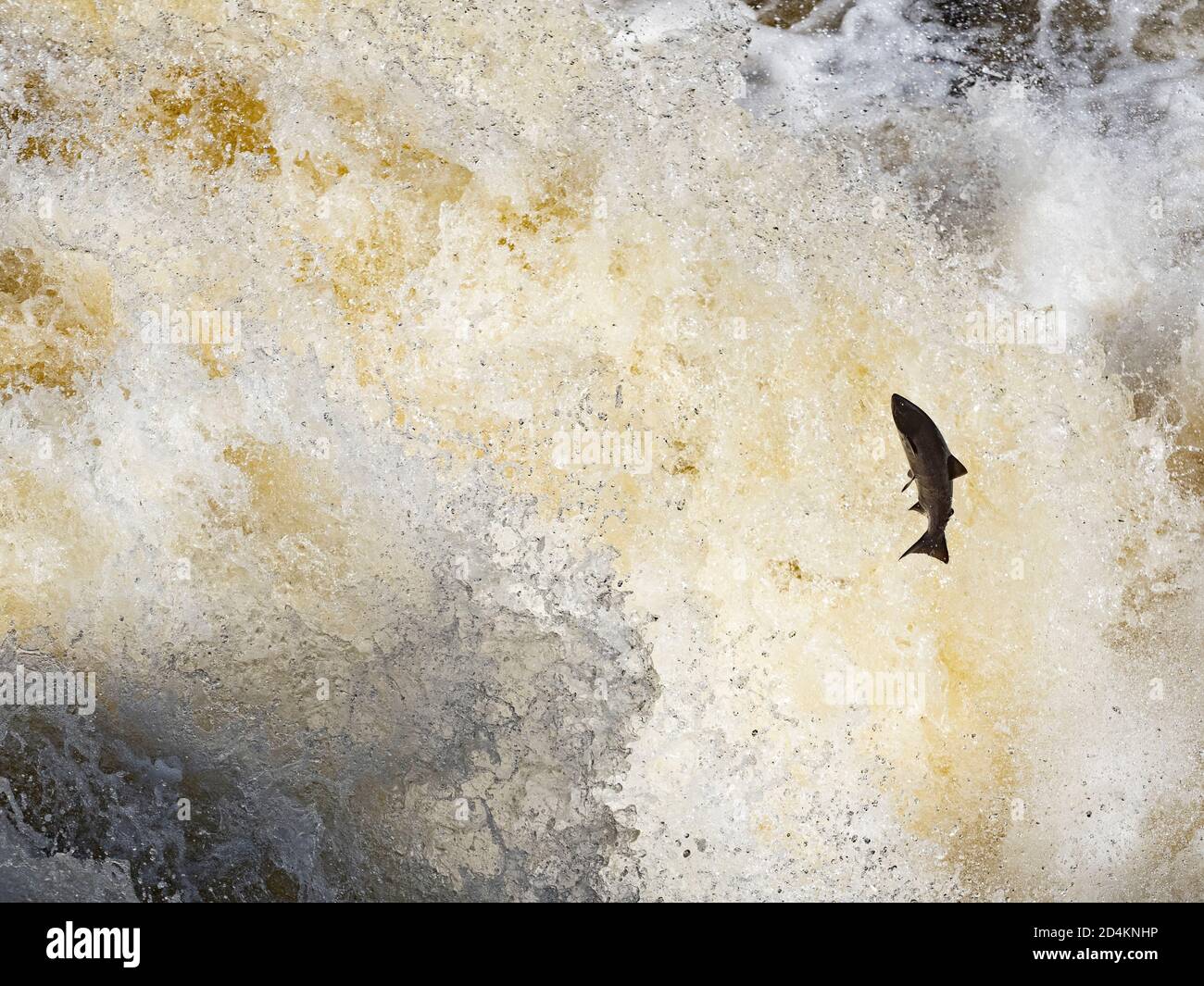 Atlantic Salmon, Salmo Salar, Migration auf den Fluss Shin ein Nebenfluss des Flusses Oykel, Springen die Fälle von Shin, Nordschottland, September Stockfoto