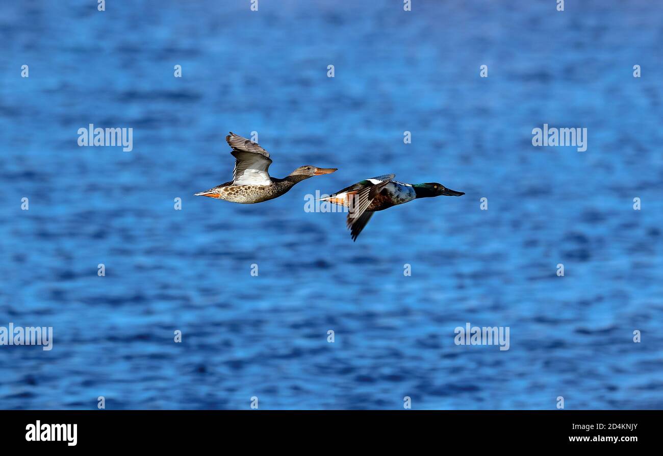 Ein Paar sorgloser Northern Shoveler Enten, die über einem tiefblauen Gewässer fliegen. Stockfoto