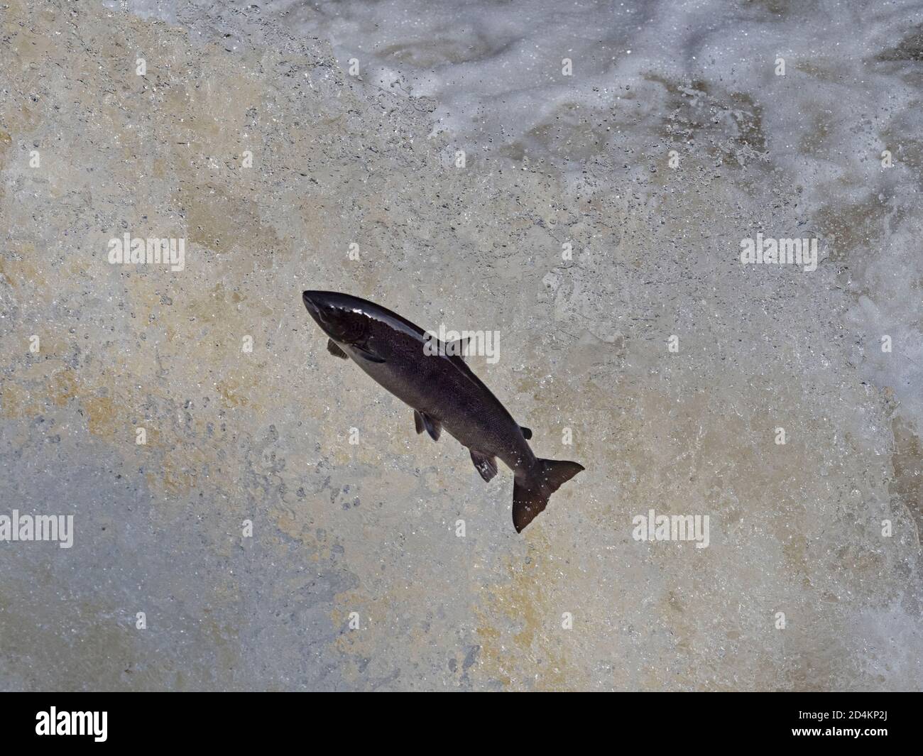 Atlantic Salmon, Salmo Salar, Migration auf den Fluss Shin ein Nebenfluss des Flusses Oykel, Springen die Fälle von Shin, Nordschottland, September Stockfoto