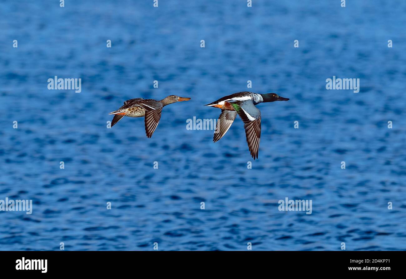 Ein Paar Northern Shoveler Enten fliegen über einen großen blauen See. Stockfoto