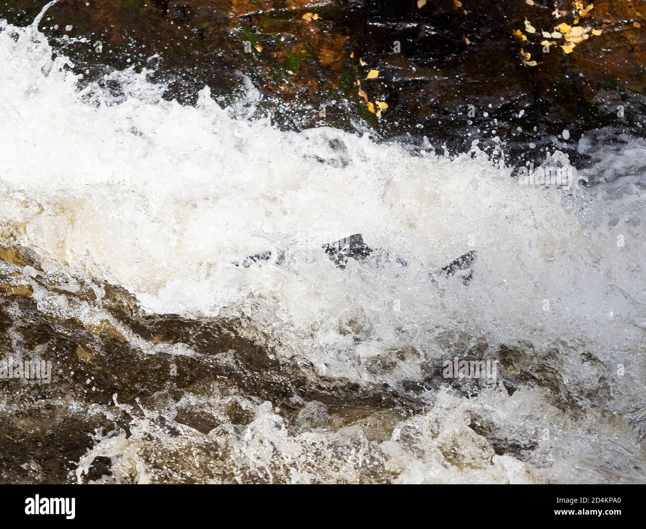 Atlantic Salmon, Salmo Salar, Migration auf den Fluss Shin ein Nebenfluss des Flusses Oykel, Springen die Fälle von Shin, Nordschottland, September Stockfoto