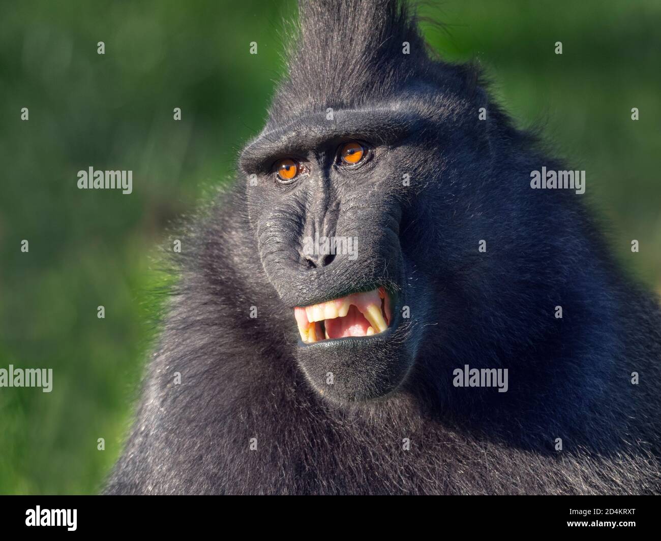 Celebes crested macaque Macaca nigra auch als Crested schwarzen Makaken bekannt, Sulawesi crested Makaken, oder die schwarze Ape Stockfoto