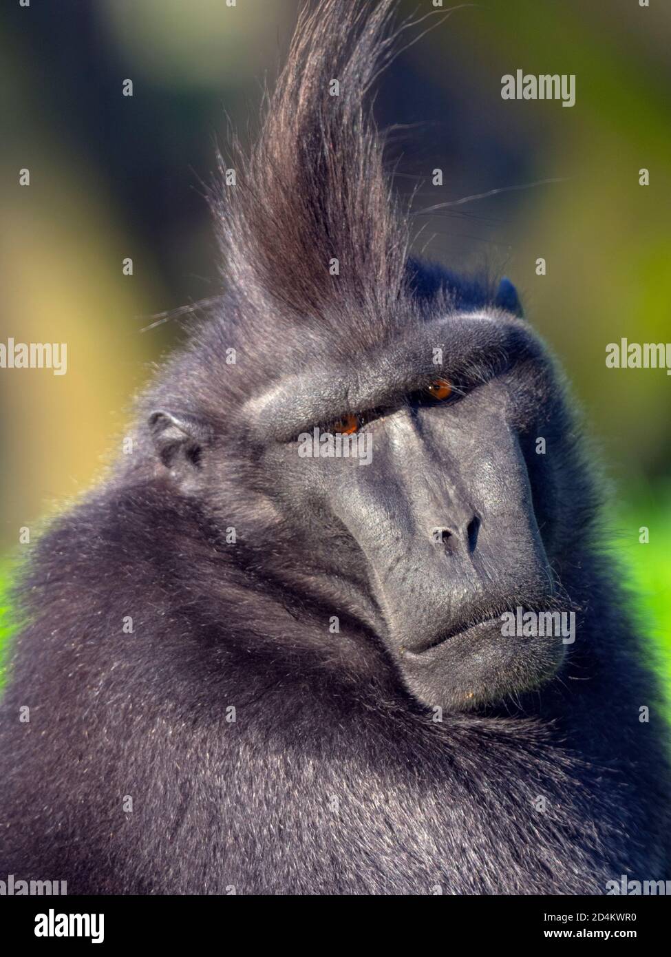 Celebes crested macaque Macaca nigra auch als Crested schwarzen Makaken bekannt, Sulawesi crested Makaken, oder die schwarze Ape Stockfoto