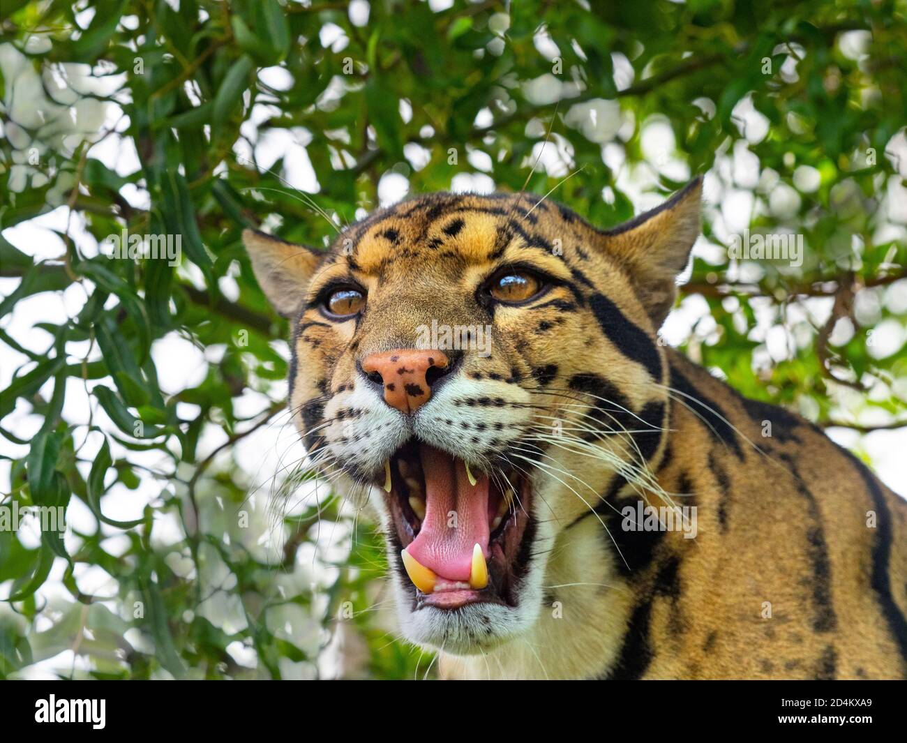 Männchen trübter Leopard Neofelis nebulosa Stockfoto