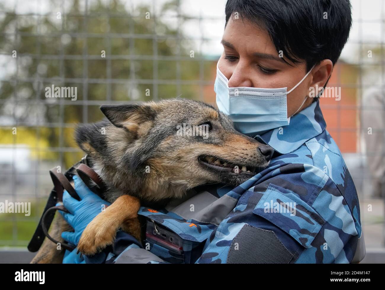 Ein Trainer des Hundedienstes der Aeroflot Airline trainiert einen Sniffer- Hund, um das Coronavirus in Biomaterial von infizierten Menschen in der  Nähe des internationalen Flughafens Sheremetyevo, außerhalb von Moskau,  Russland, aufzuspüren 9. Oktober