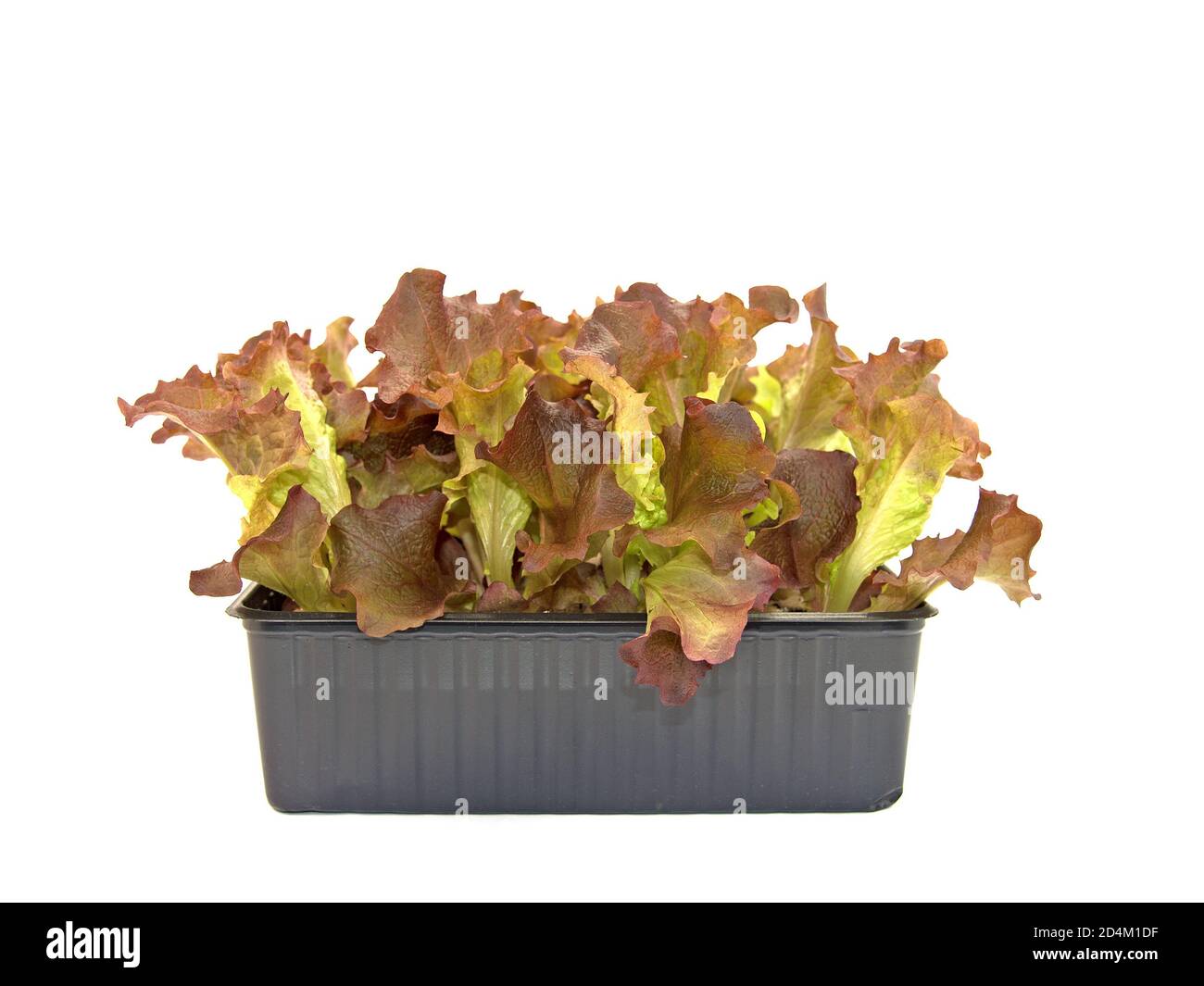 Pflücken Sie Salat, junge Pflanzen vor weißem Hintergrund Stockfoto