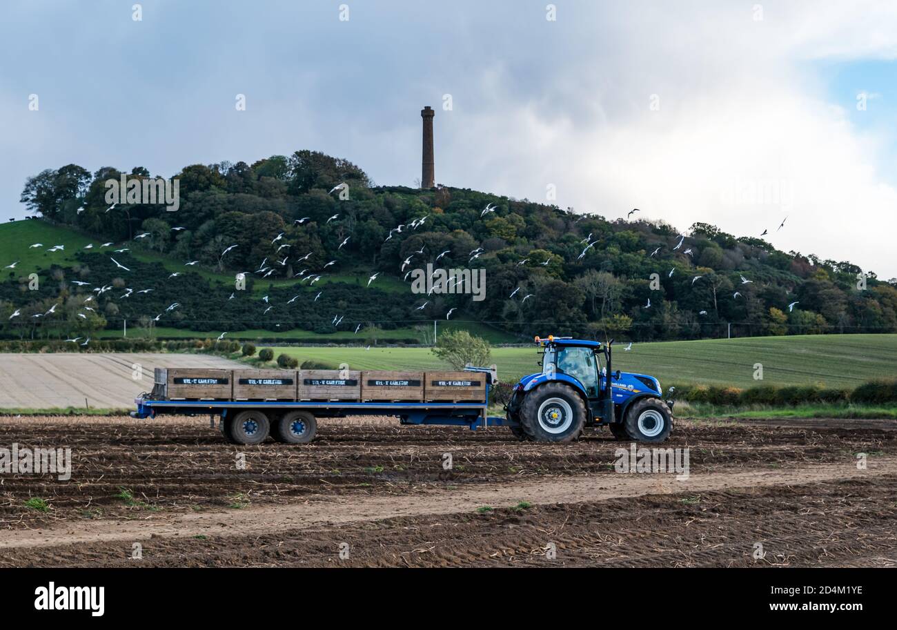 Traktor zieht Anhänger mit Kisten während der Kartoffelernte, East Lothian, Schottland, Großbritannien Stockfoto