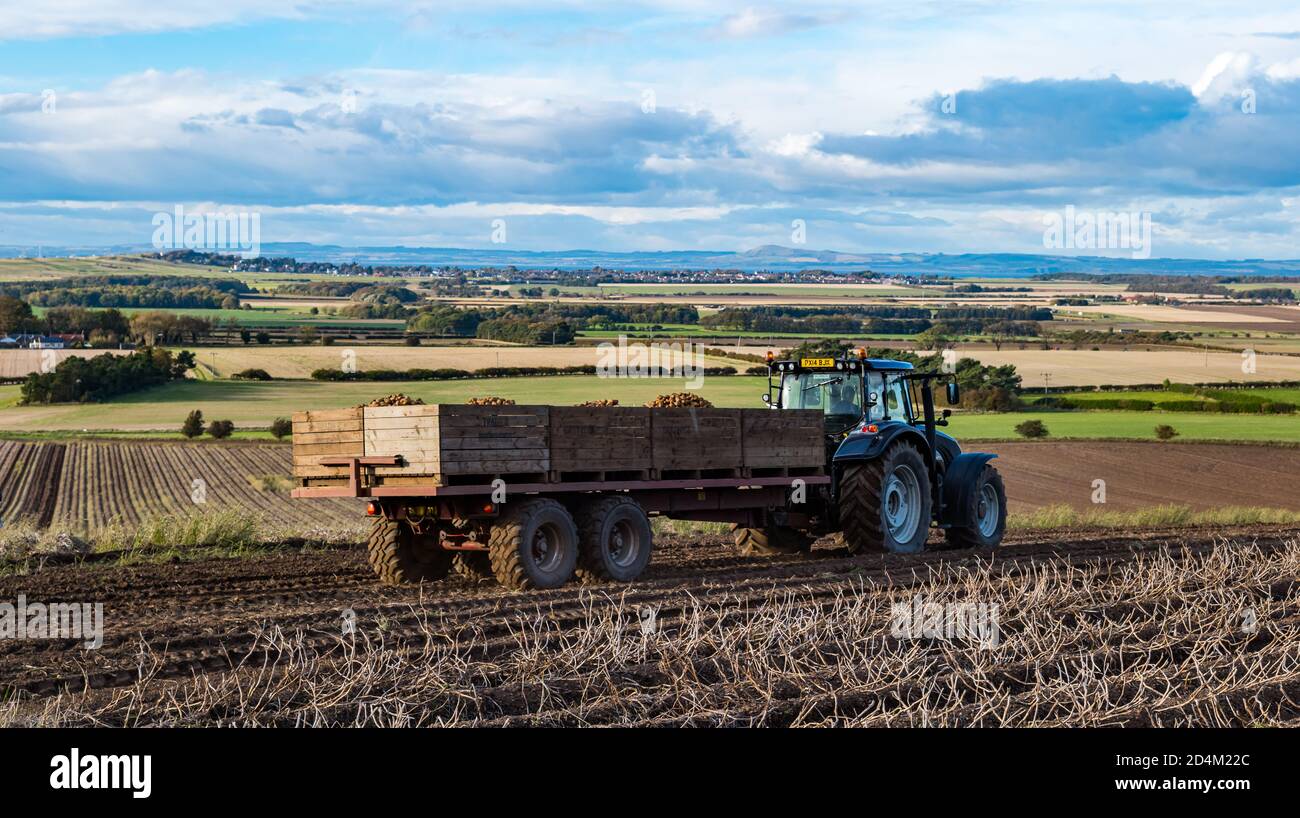 Traktor zieht Anhänger voller Kartoffeln während der Kartoffelernte, East Lothian, Schottland, Großbritannien Stockfoto