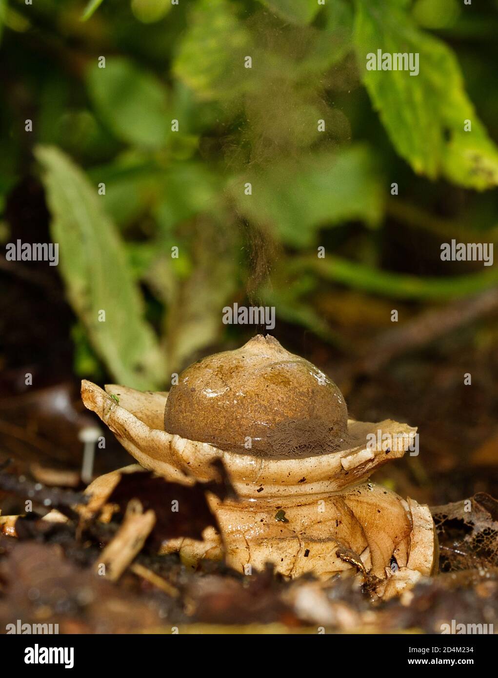 Collared earthstar, eine Art puffball, lösen eine Wolke von Sporen Stockfoto