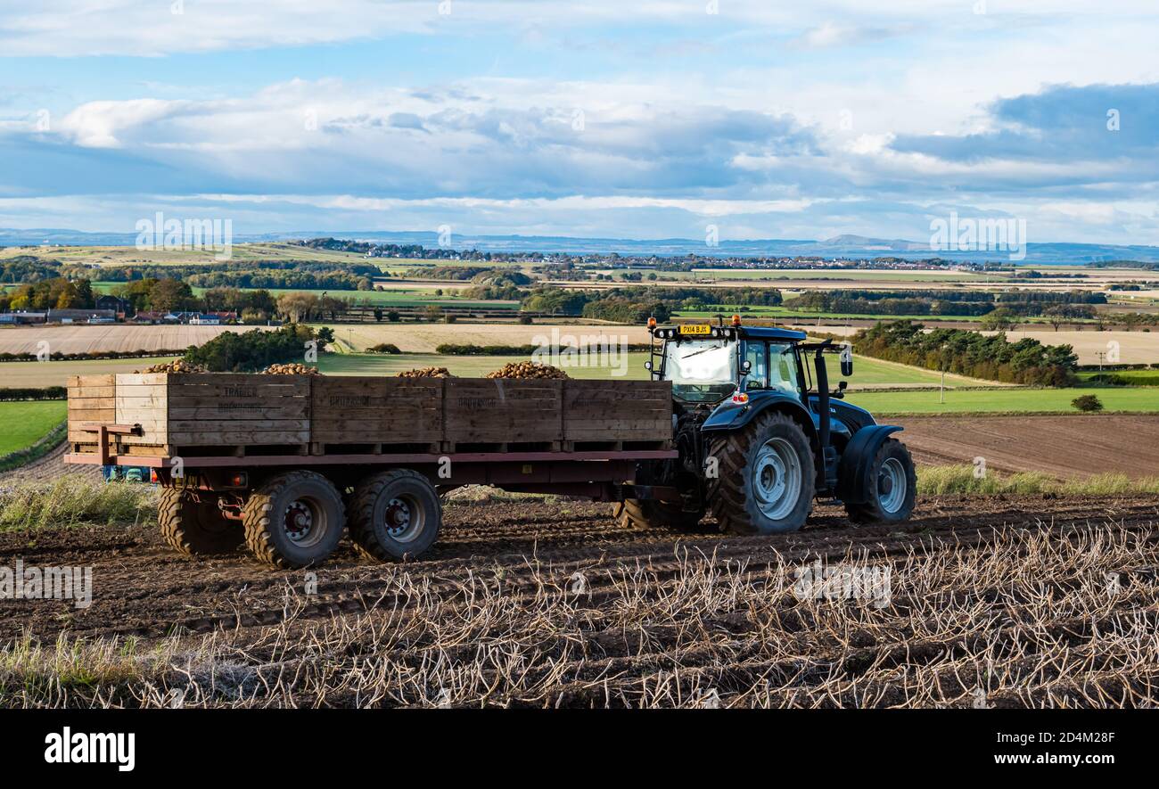 Traktor zieht Anhänger voller Kartoffeln während der Kartoffelernte, East Lothian, Schottland, Großbritannien Stockfoto