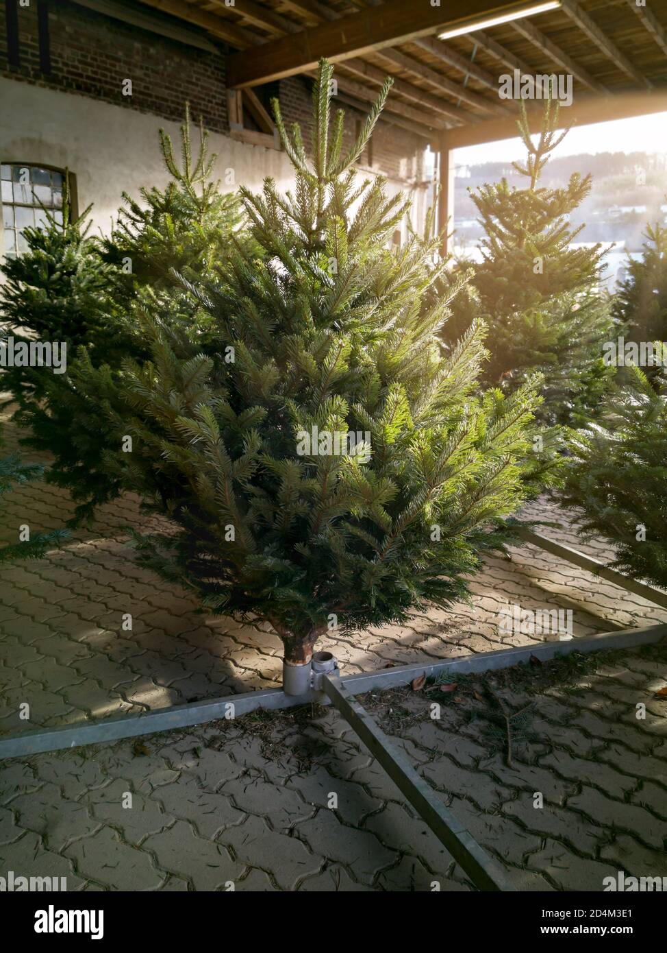 Weihnachtsbaum Verkauf auf dem Bauernhof. Frisch gefällte Weihnachtsbäume, Kunden können ihren perfekten Baum aus einer breiten Palette wählen. Stockfoto