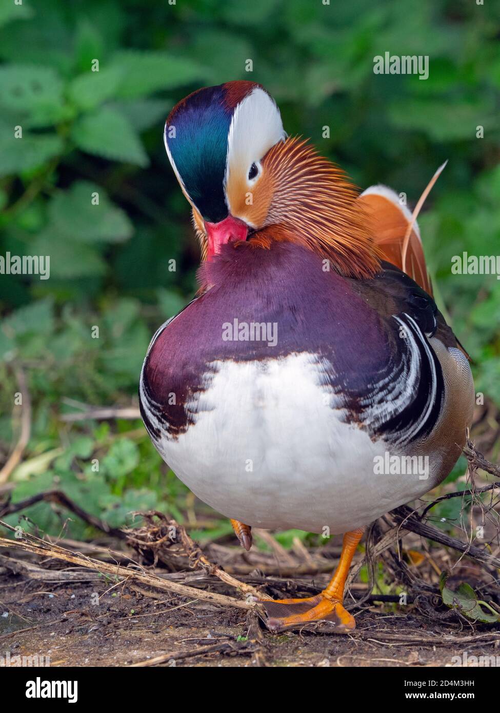 Porträt eines männlichen Mandarin Duck Axi sponsora Stockfoto