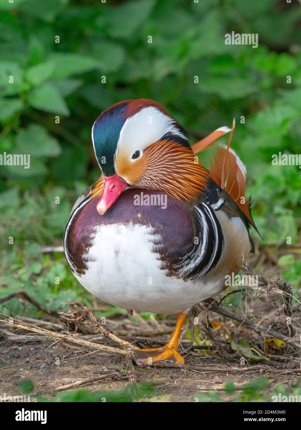 Porträt eines männlichen Mandarin Duck Axi sponsora Stockfoto
