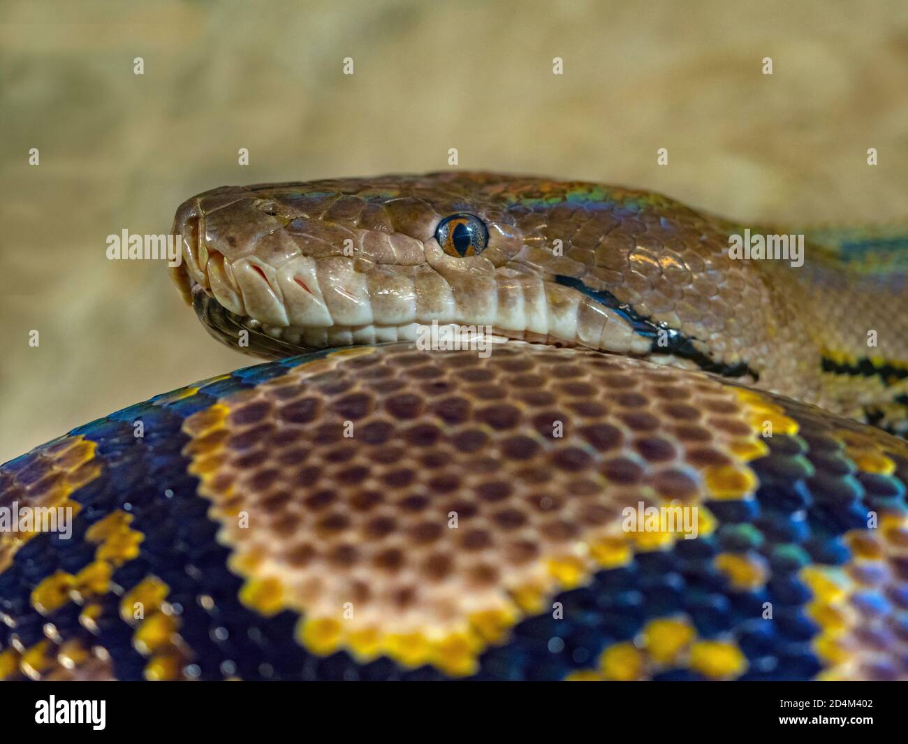 Netzpython Python reticulatus Nahaufnahme der Haut pattens Stockfoto