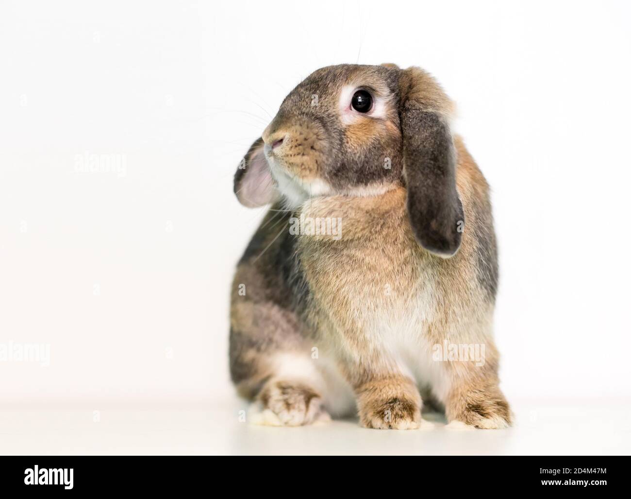 Ein lop ohred Haustier Kaninchen auf einem weißen sitzen Hintergrund Stockfoto