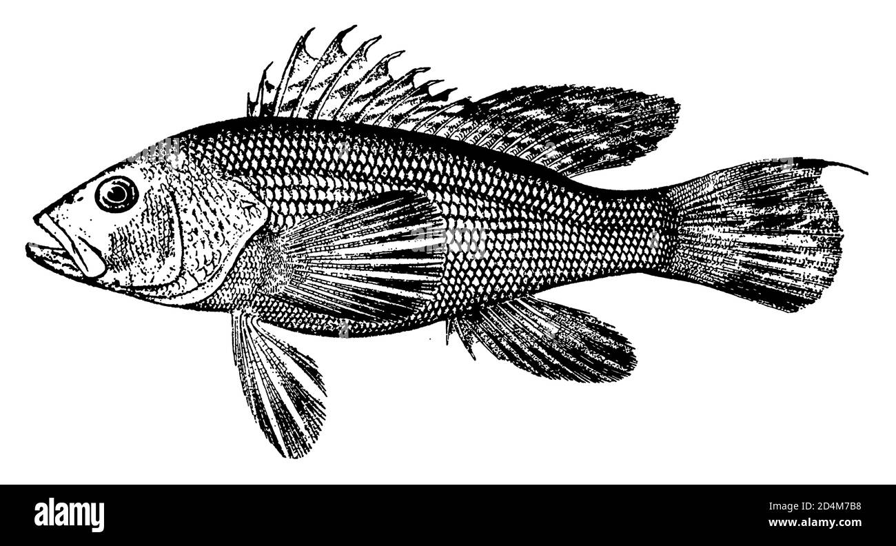 19. Jahrhundert Abbildung eines Barschfisches (isoliert auf Weiß). Veröffentlicht in Systematischer Bilder-Atlas zum Conversations-Lexikon, Ikonographische Ency Stockfoto