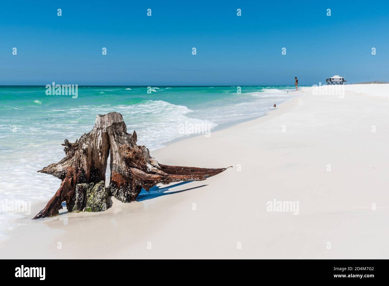 Ein alter erodierter Baumstumpf an der wunderschönen weißen Sandküste von Shell Island, Panama City, Florida Stockfoto