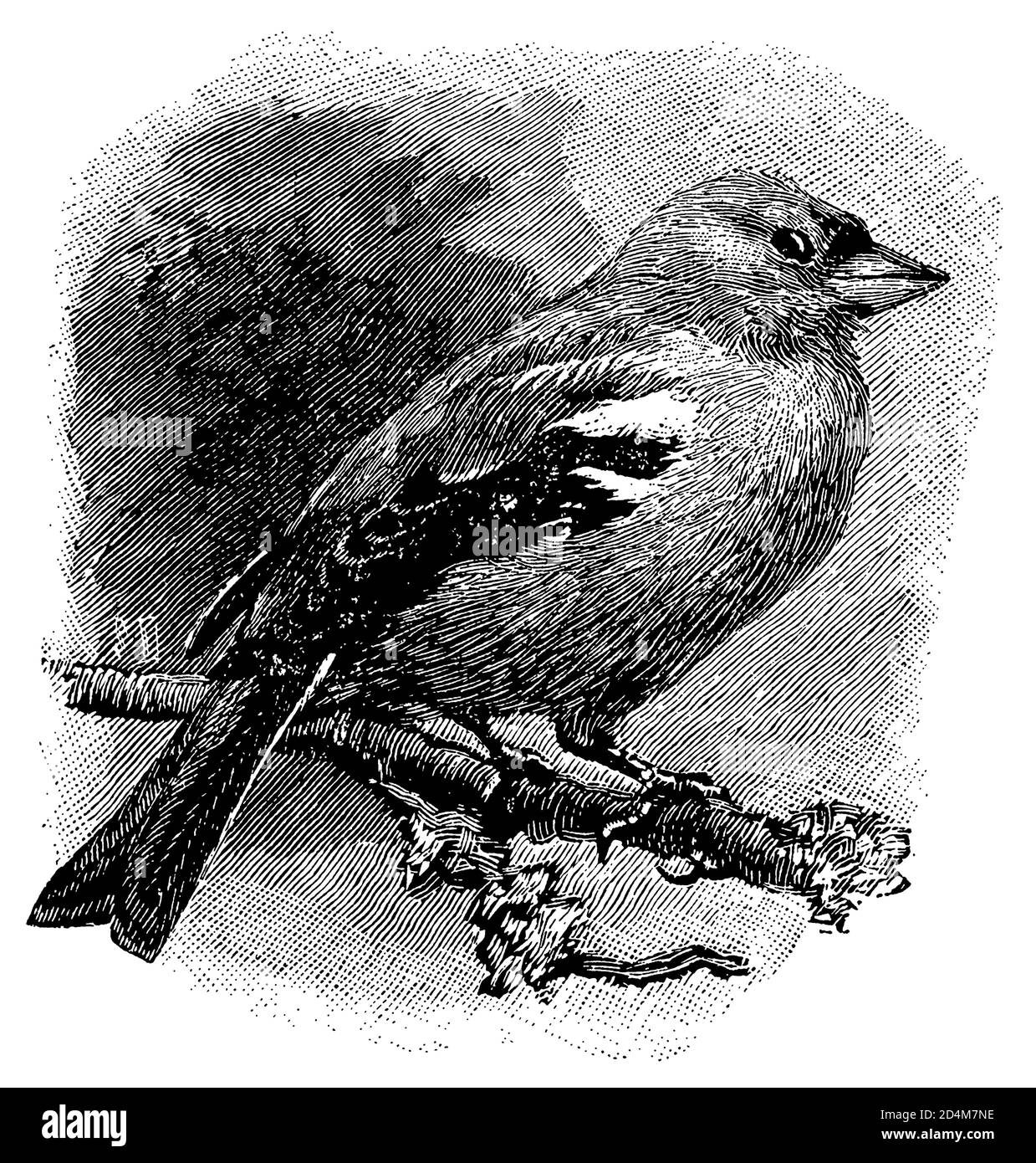 Illustration eines Buchfinkens (isoliert auf Weiß) aus dem 19. Jahrhundert. Veröffentlicht in Systematischer Bilder-Atlas zum Conversations-Lexikon, Ikonographische Ency Stockfoto