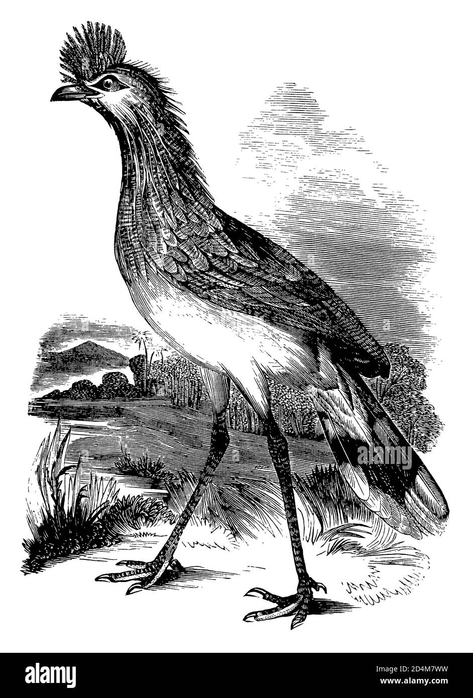 Stich eines Haubenkrebskariamas (isoliert auf Weiß) aus dem 19. Jahrhundert. Veröffentlicht in Systematischer Bilder-Atlas zum Conversations-Lexikon, Ikonographische E Stockfoto