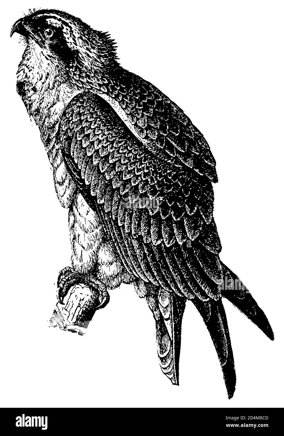 Antike Gravur eines Fischfalken (isoliert auf Weiß). Veröffentlicht in Systematischer Bilder-Atlas zum Conversations-Lexikon, Ikonographische Encyklopedi Stockfoto