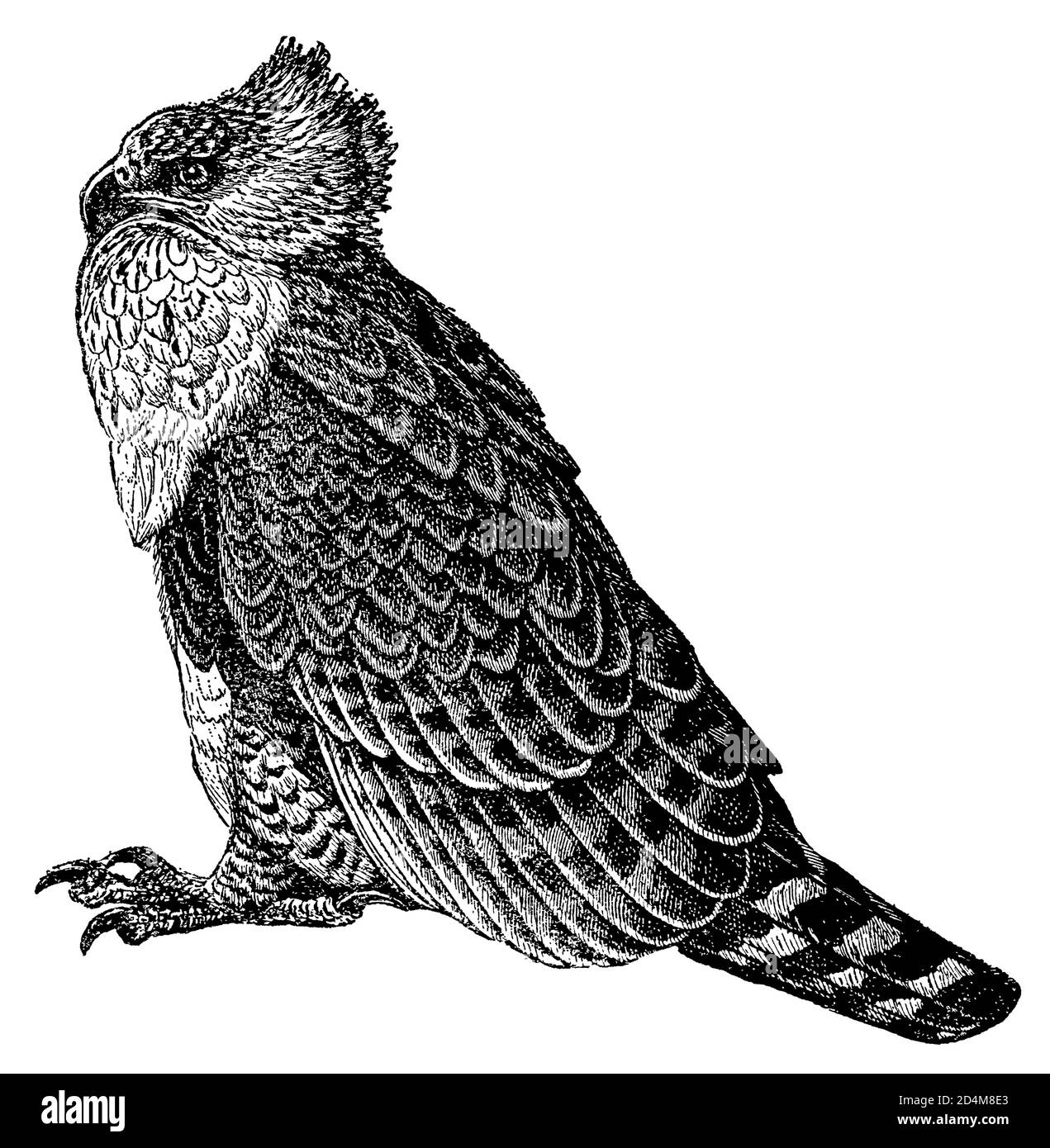 Vintage-Illustration eines Martial Adlers (isoliert auf weiß). Veröffentlicht in Systematischer Bilder-Atlas zum Conversations-Lexikon, Ikonographische Encyk Stockfoto