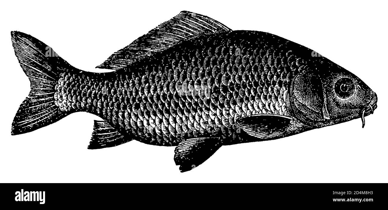 Karpfenfisch Schwarzweiss Stockfotos Und Bilder Alamy