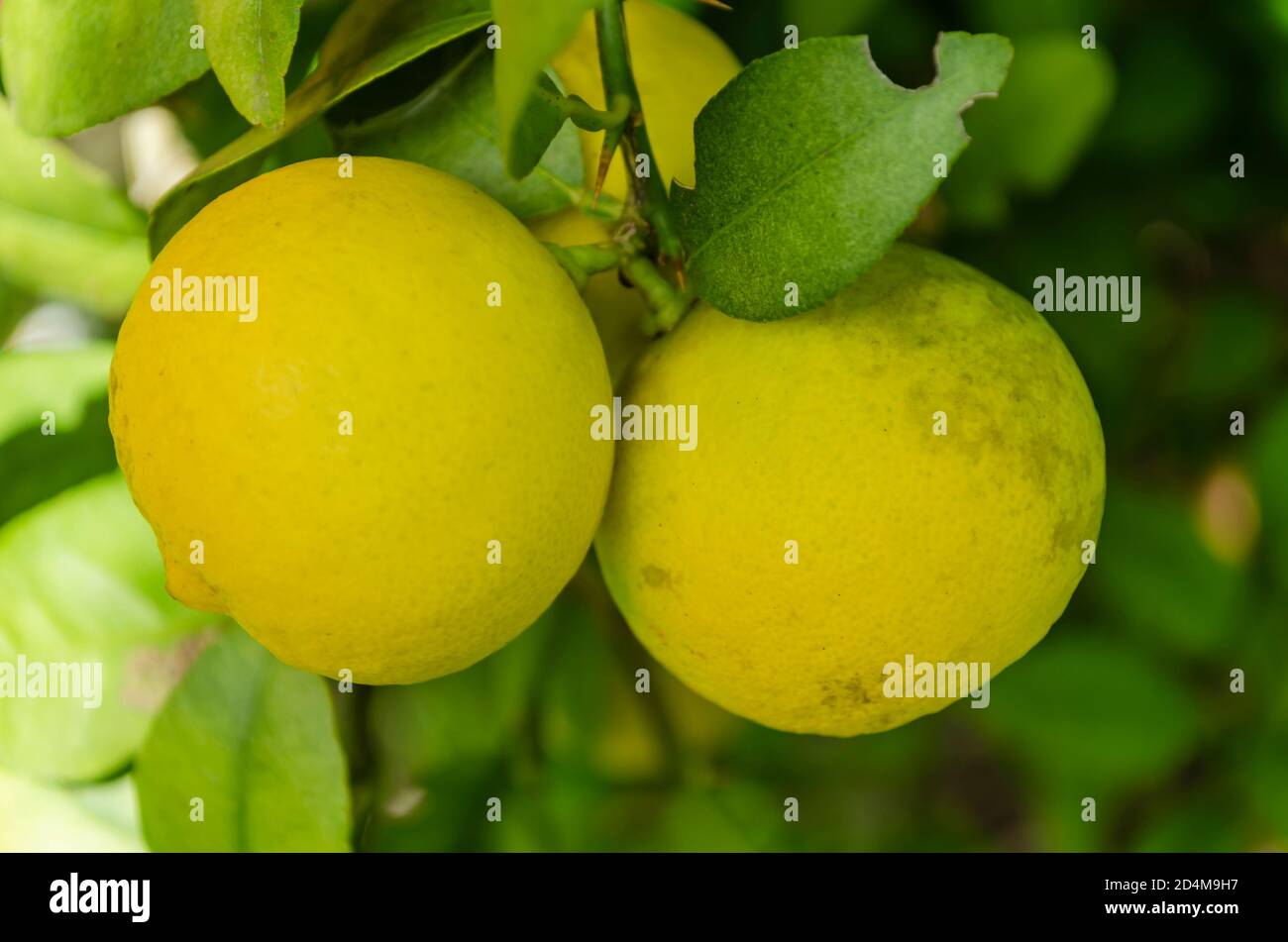 Gelbe reife Schlüssel Lime Nahaufnahme Stockfoto