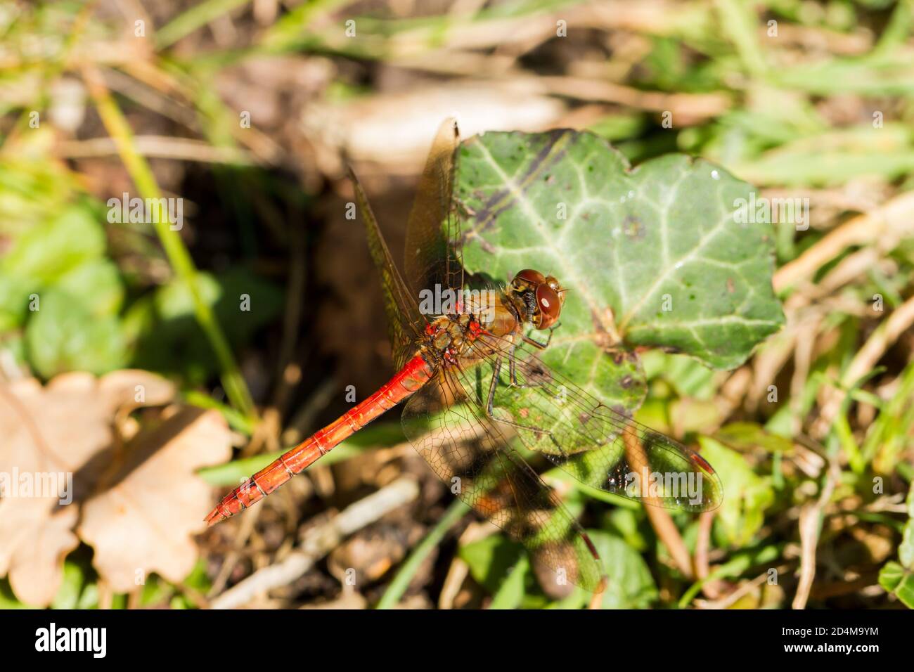 Gemeiner Darter, Sympetrum striolatum, Libelle, Großbritannien Stockfoto