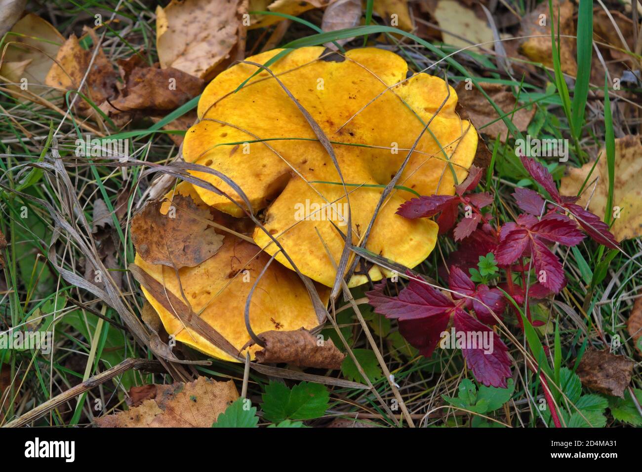 Suillus Pilze wachsen im dichten Gras im Herbstwald. Stockfoto