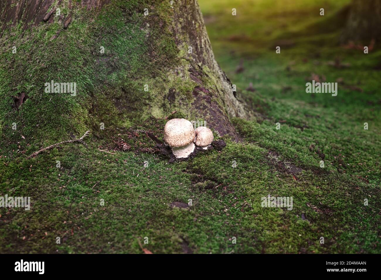 Zwei wilde Pilze wachsen auf moosigen Bäumen in einem Wald im Golden Gate Park, San Francisco, Kalifornien, USA Stockfoto