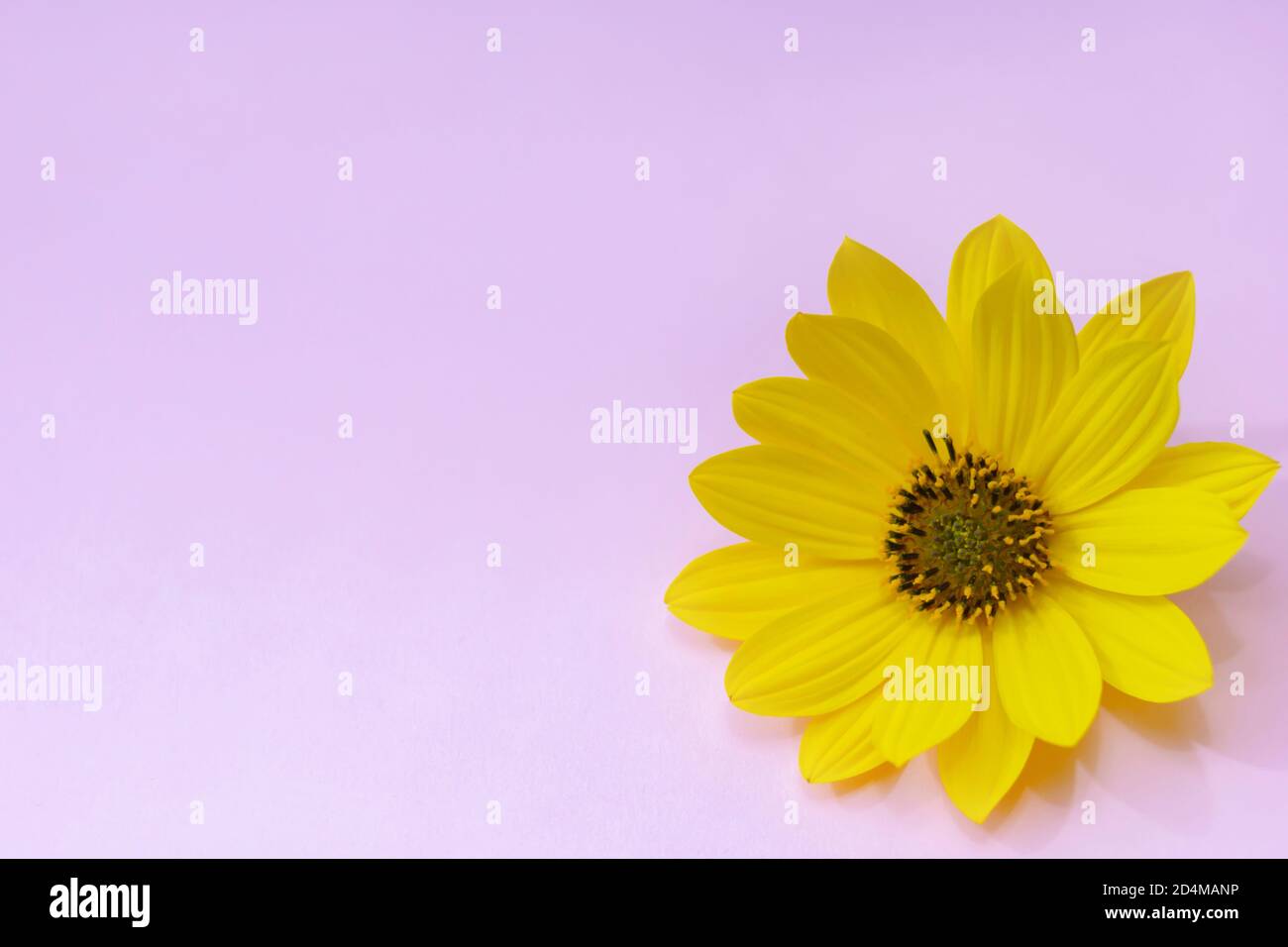 Gelbe Blume auf einem pastellrosa Hintergrund. Banner, Platz für Ihren Text. Stockfoto