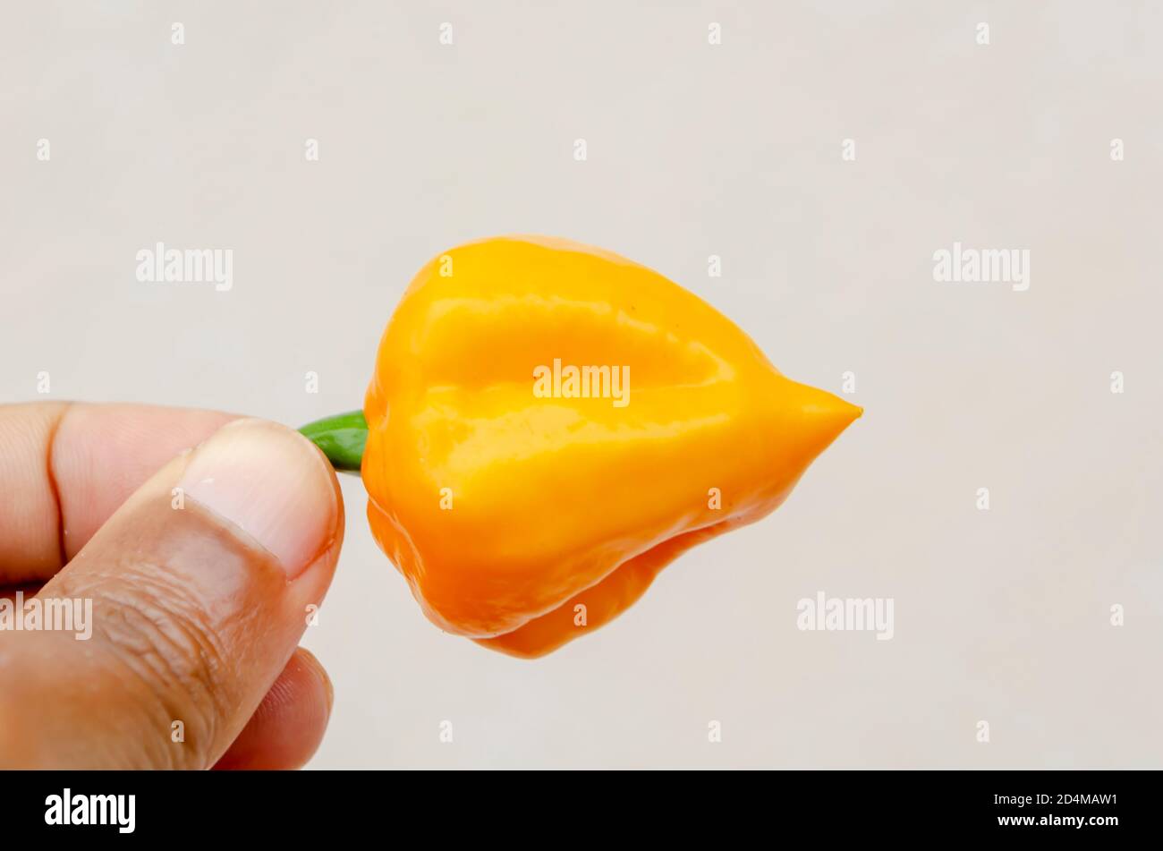 Halten SIE EINEN Scotch Bonnet Pepper an seinem Stem Stockfoto