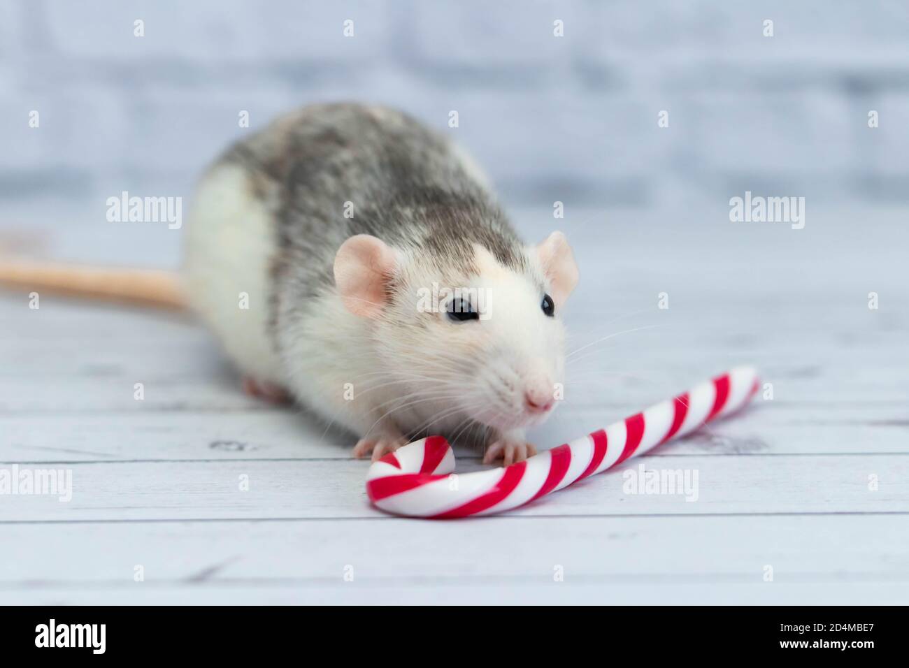 Süße Ratte schnüffelt Zuckerrohr des neuen Jahres. Porträt eines Nagetieres Nahaufnahme. Urlaubspostkarte. Stockfoto