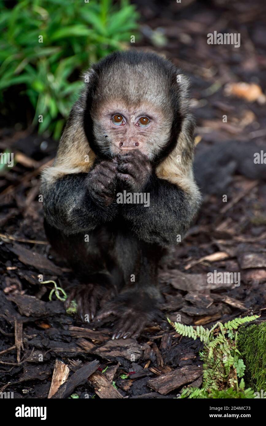 Gelbbrust- oder Buff-köpfige Kapuzineraffen, auch bekannt als getuftete Kapuzineraffen, im Edinburgh Zoo. Stockfoto