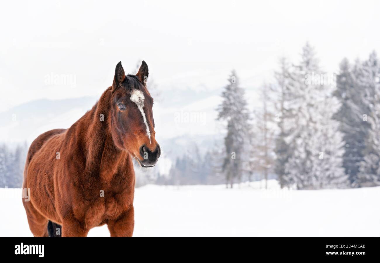 Braunes Pferd mit weißem Fleck auf dem Kopf, Spaziergänge über schneebedecktes Feld im Winter, verwischte Bäume Hintergrund Stockfoto