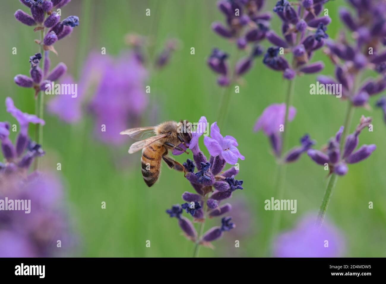 Biene auf Blume in einem Lavendelfeld Stockfoto