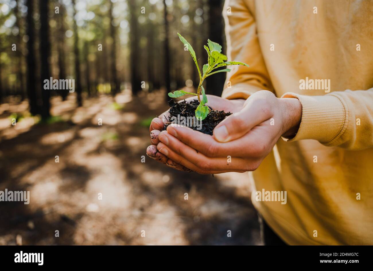 Nahaufnahme der männlichen kaukasischen Hände, die die Pflanze im Boden halten Stockfoto