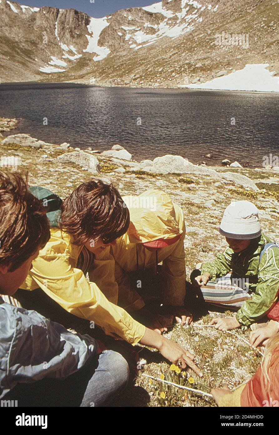 Denver öffentliche Schulkinder auf Sommer Ökologie Exkursion studieren natürliche Umwelt. Hier studieren sie Pflanzenleben in der Tundra (über 12;000 Fuß hoch) der felsigen Berge - Lage: In oder in der Nähe von Denver; Colorado Ca. 1972 Stockfoto