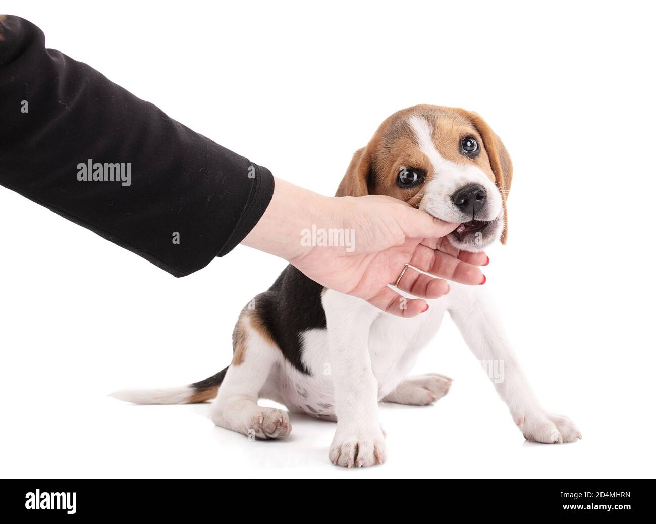 Welpe Beagle Hund Kauen auf einer Hand auf weißem Hintergrund Stockfoto
