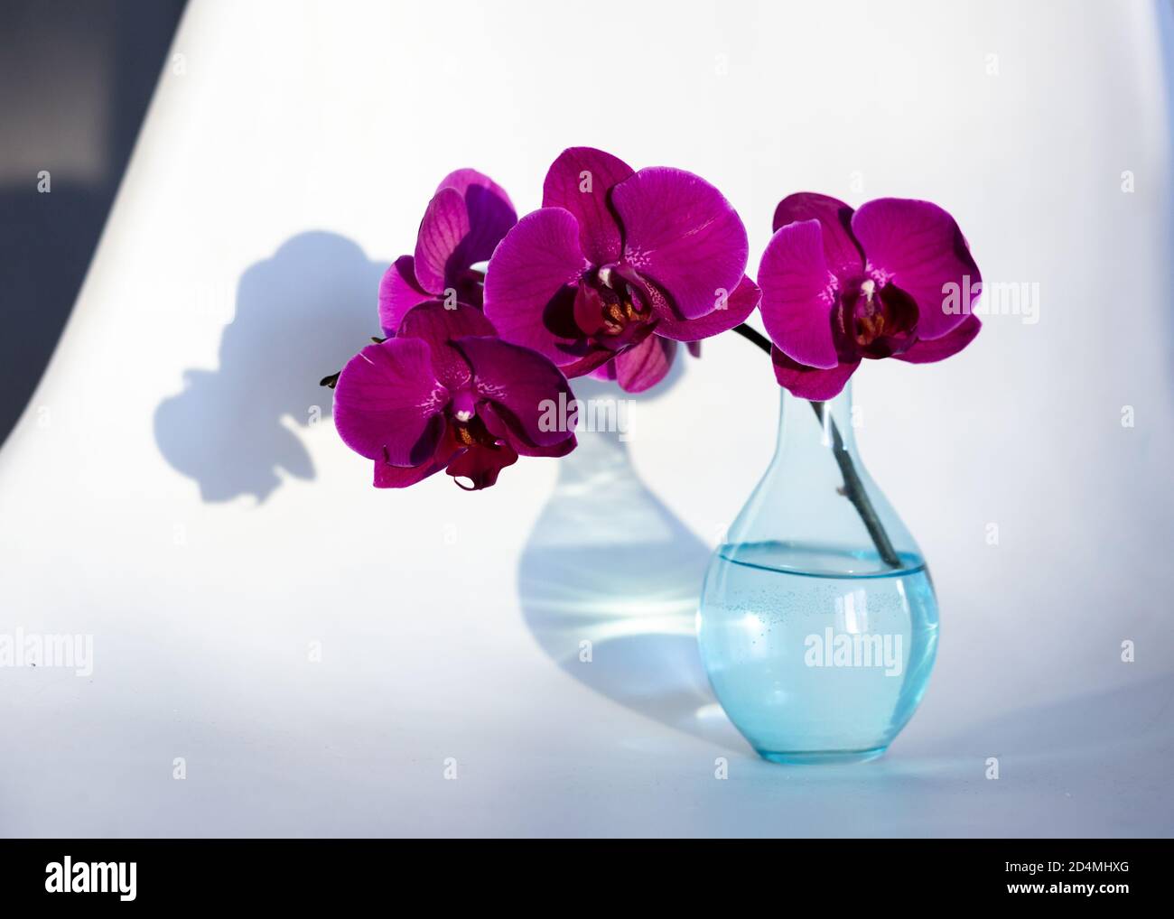 Lila Orchidee in Glasvase auf weißem Hintergrund Stockfoto