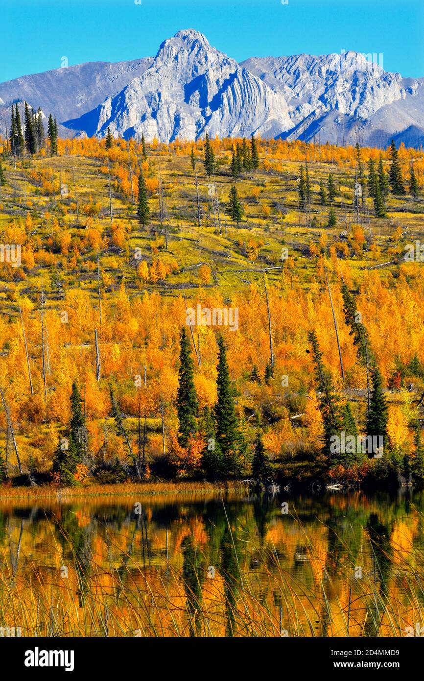 Eine wunderschöne Herbstszene der Bäume entlang des Ufers Von Singrin Ridge, der sich im Wasser des Talbot-Sees spiegelt Im Jasper National Park in Alberta ca. Stockfoto