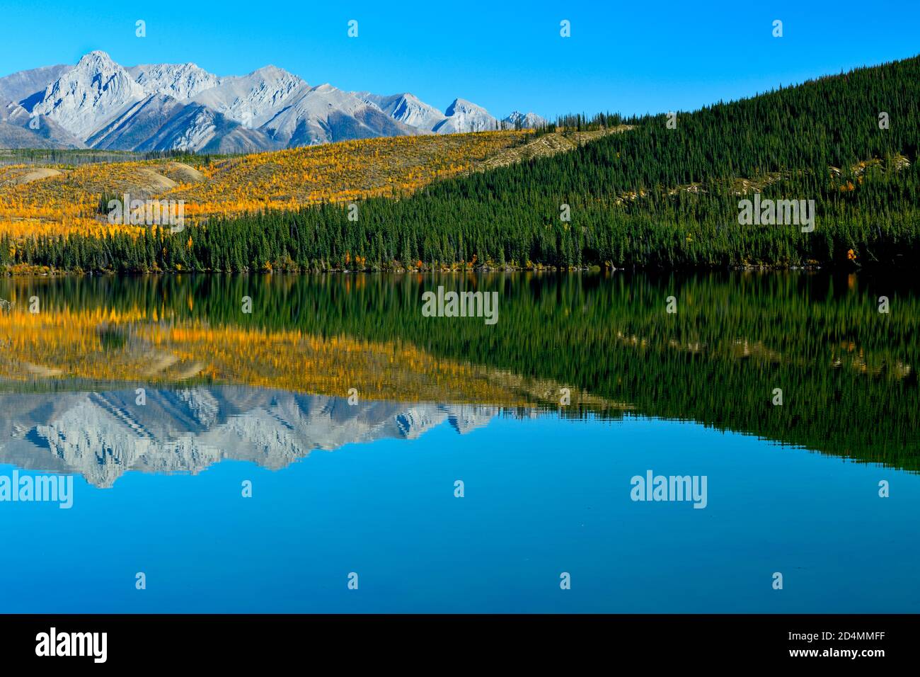 Eine wunderschöne Herbstszene der bunten Blätter entlang der Ufer auf dem Singrin Ridge, der sich in den Gewässern von Talbot spiegelt see im Jasper National Park in Stockfoto