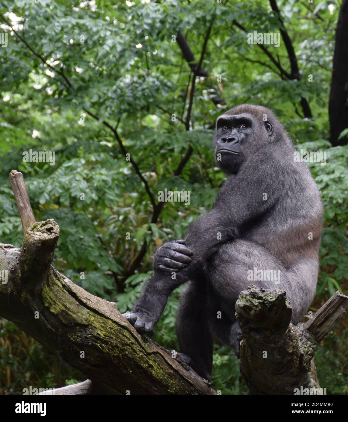 Nahaufnahme eines Gorillas, der auf einem Ast sitzt Stockfoto