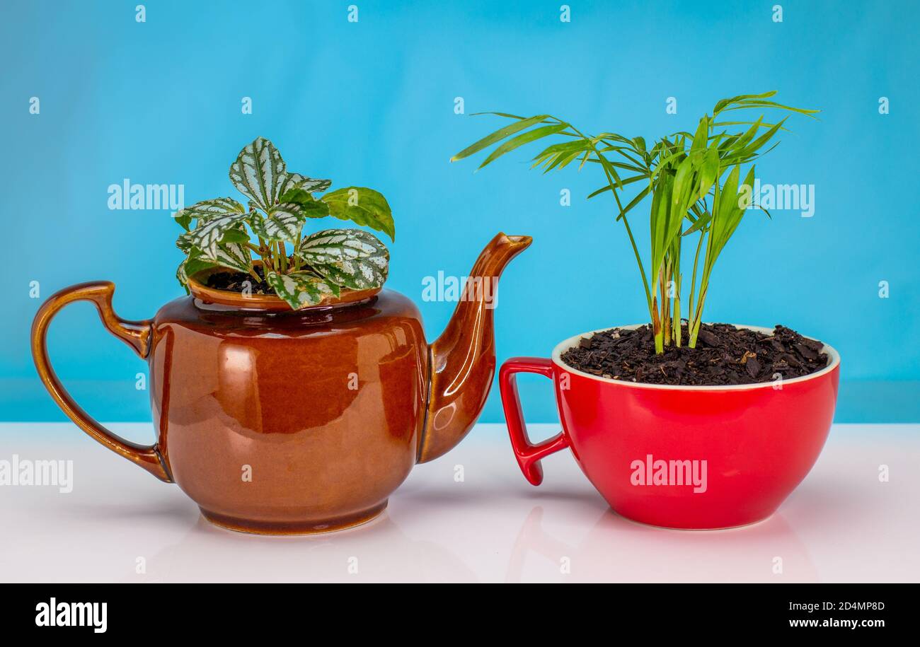 Hauspflanzen in recycelten Becher und Teekanne angebaut, recyceln, wiederverwenden, up-Zyklus für nachhaltiges Leben und Gartenarbeit Stockfoto