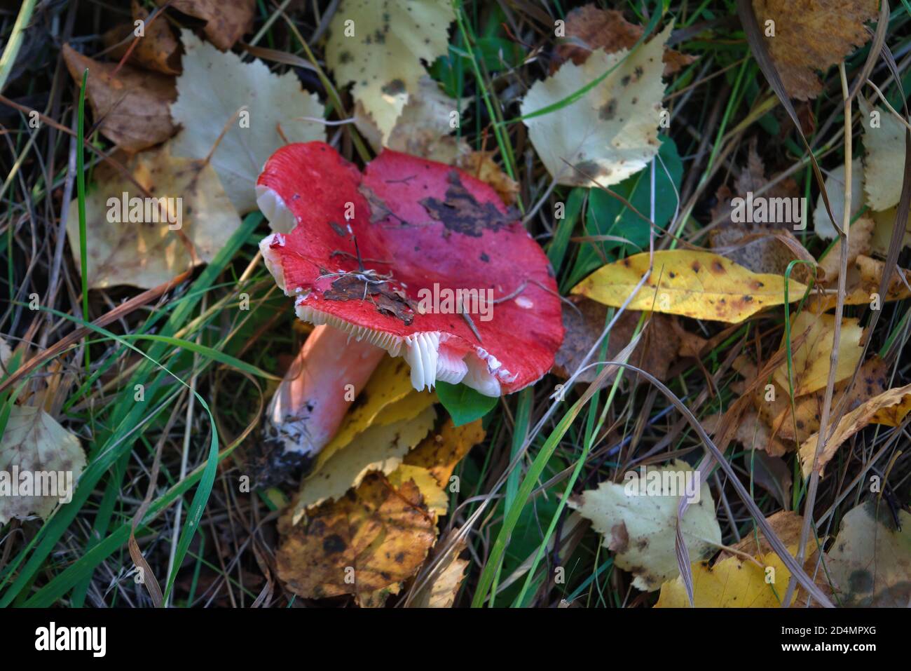Ubling Emetica, allgemein bekannt als die Sickener, Brechmittel ubling oder Erbrechen ubling Pilz Stockfoto