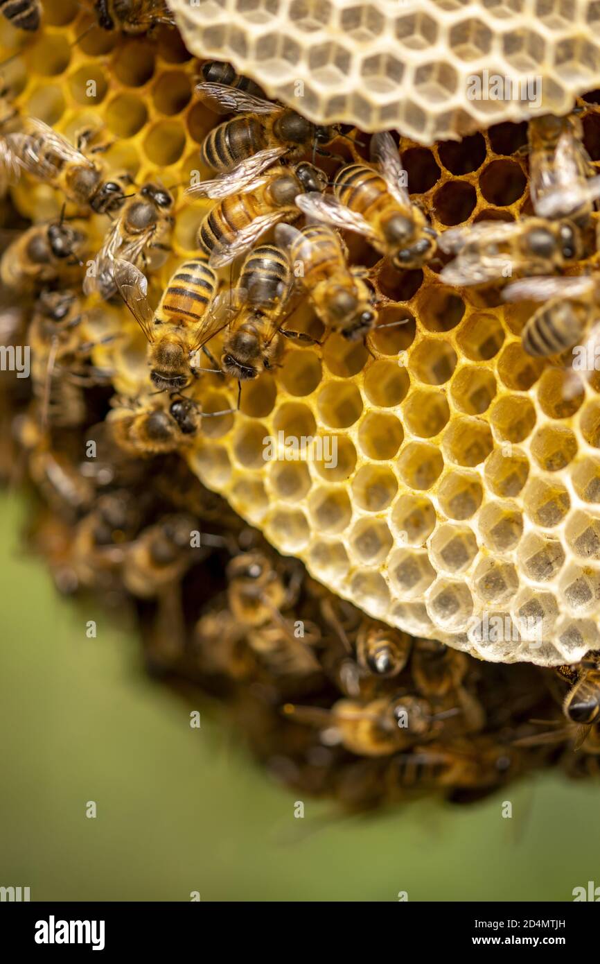 Intime Aussicht auf Waben mit Bienen in natürlicher Umgebung Stockfoto