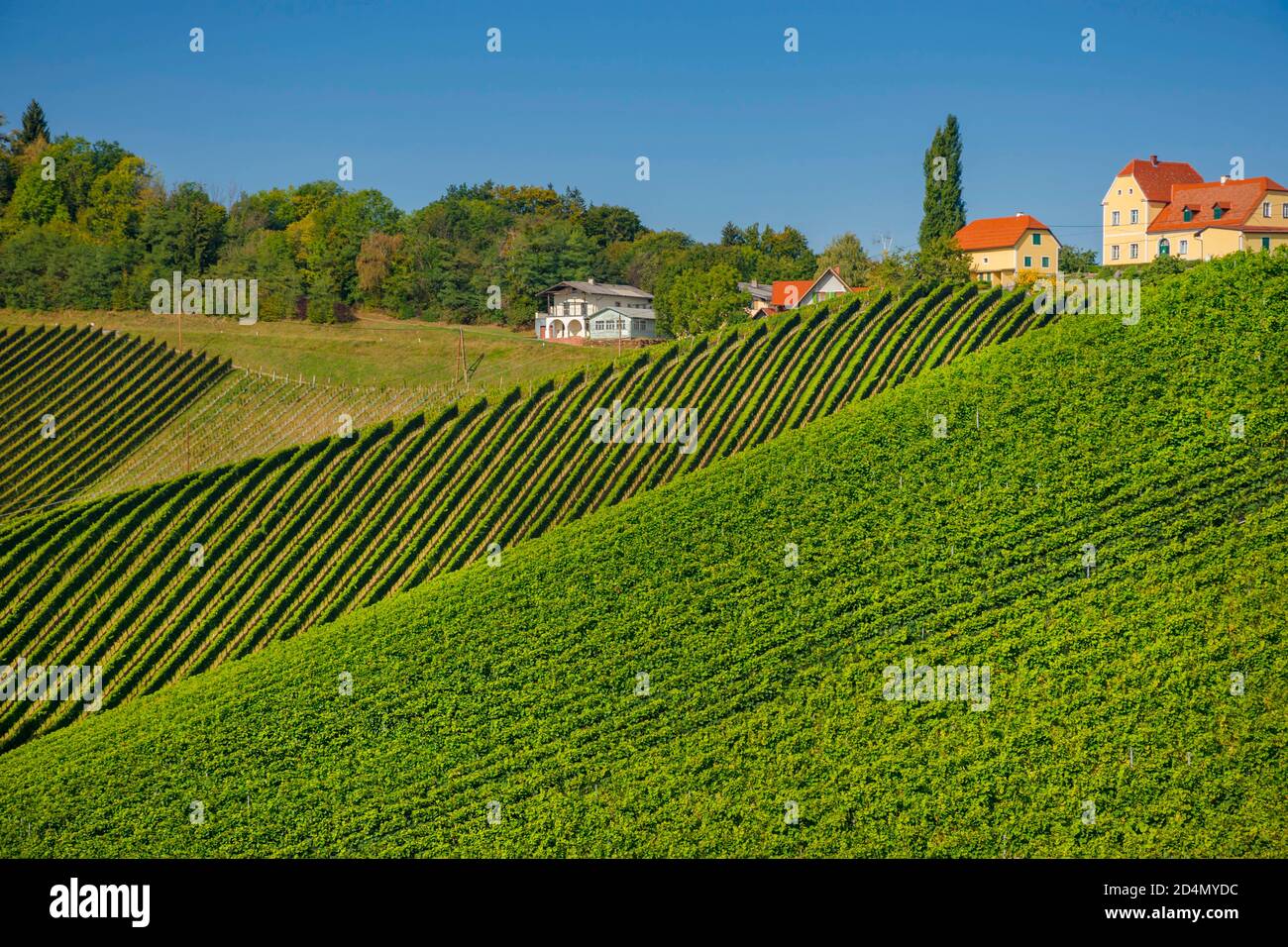 Weinberge entlang der südsteirischen Weinstraße, eine charmante Region an der Grenze zwischen Österreich und Slowenien mit grünen Hügeln, Weinberge, malerisch Stockfoto