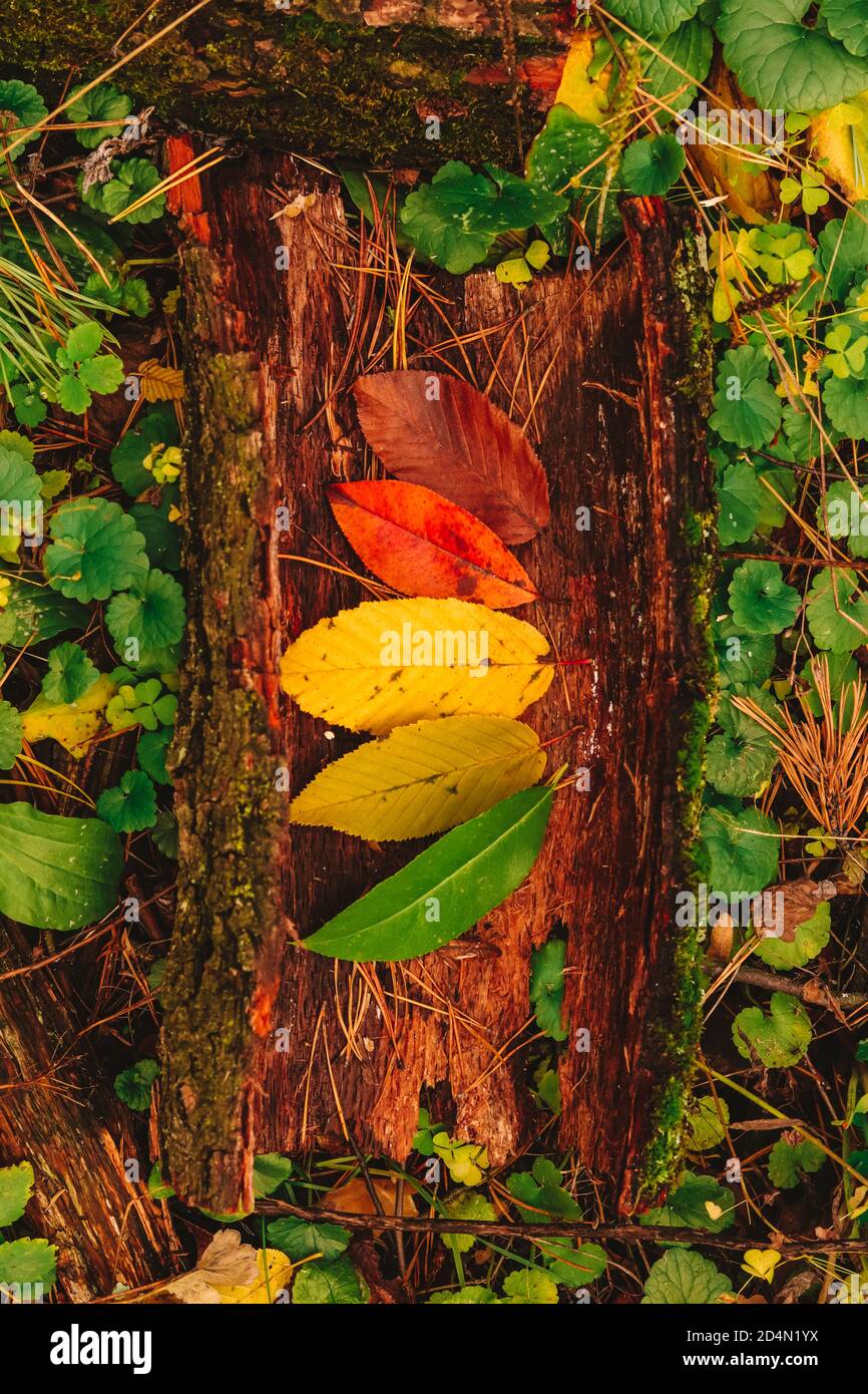 Herbstsaison Naturwechsel: Herbstkonzept des Lebenszyklus der Blätter Bunte Blätter von grün zu gelb, rot und braun Stockfoto